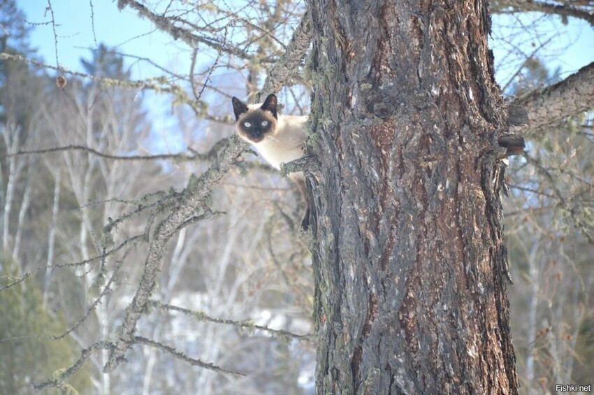 Почему собаки считают, что котики живут на деревьях