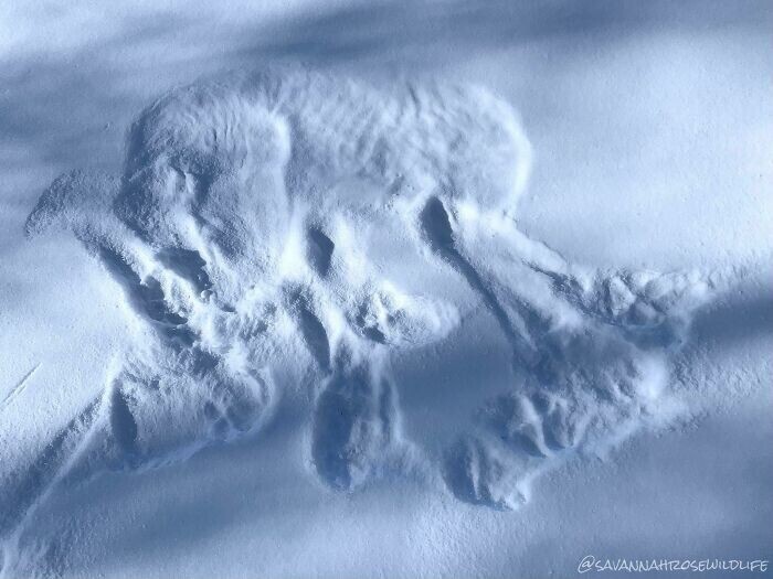 25. Место ночлега волка - отпечаток в снегу такой четкий, что даже ребра можно пересчитать