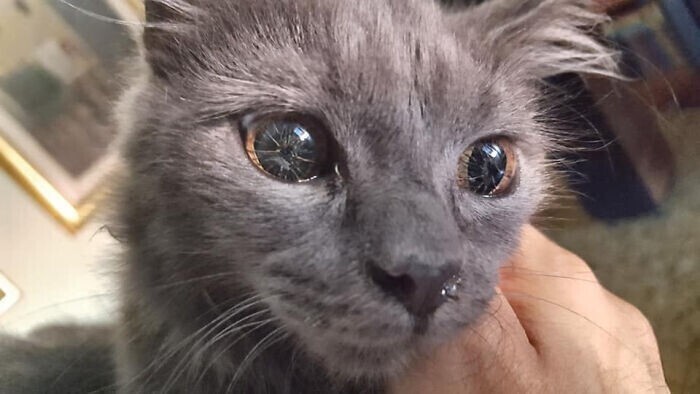 5. Кошка с прекрасным зрением, но генетической мутацией глаз - они похожи на битое стекло