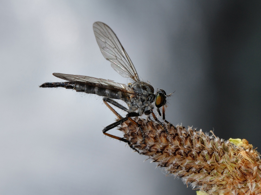 Гигантский ктырь: Элита боевой авиации среди насекомых. Охотник на шершней и ос
