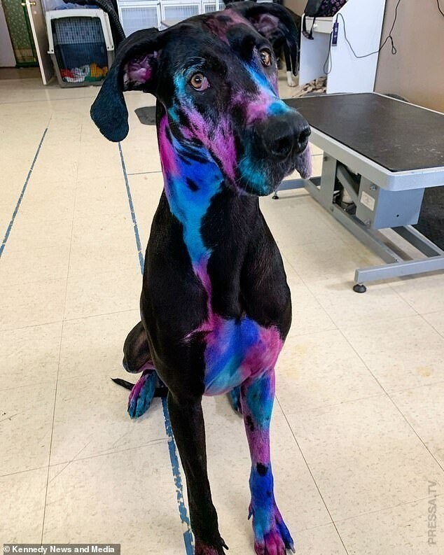 Женщина красит свою собаку, чтобы выглядела необычно