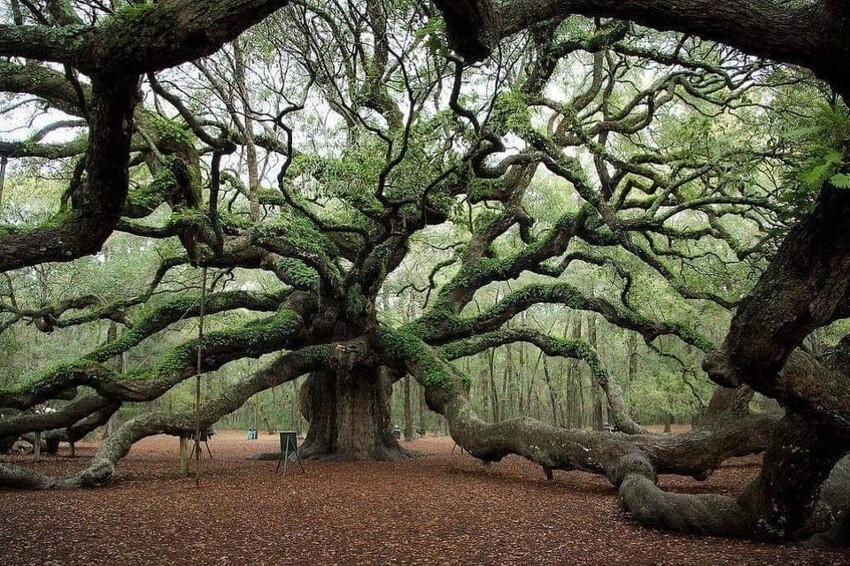 Ангельский дуб из Южной Каролины, возрастом 1500 лет