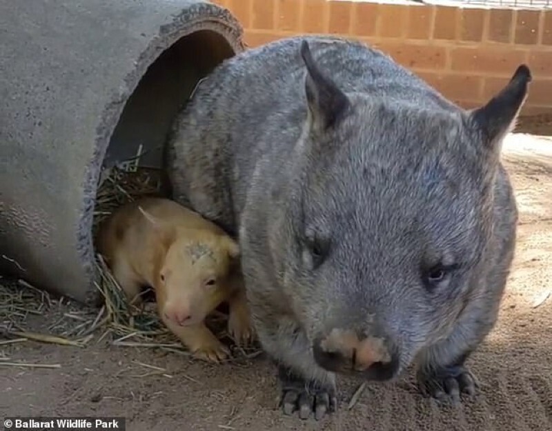 В Австралии родился вомбат с редкой генетической мутацией