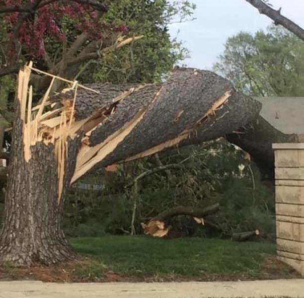 Дерево, которое скрутило торнадо