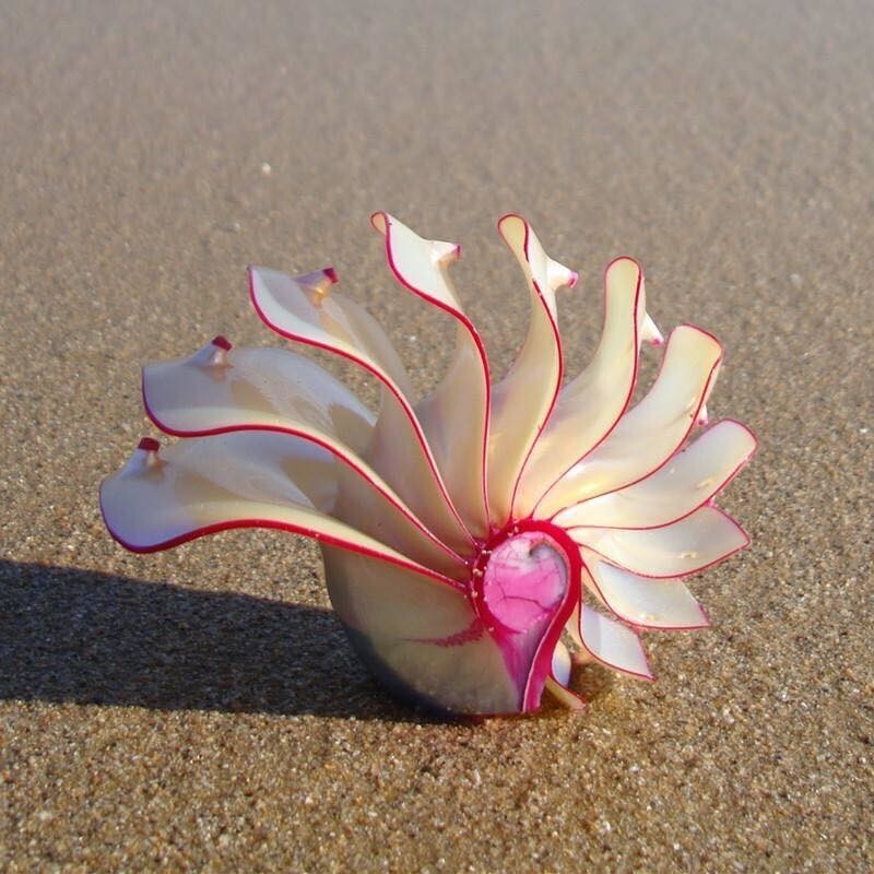 Этот тип морских раковин, известных как розовый наутилус