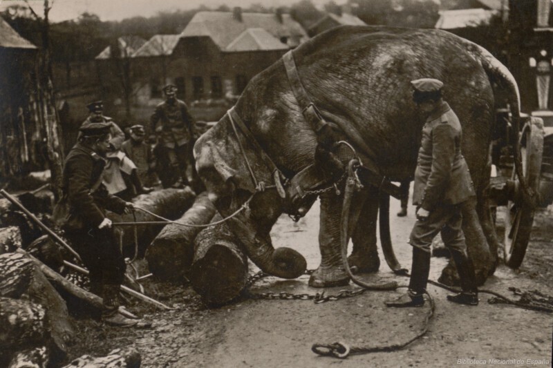 Слон на воинской службе. Валансьен, Франция, конец 1914 года.