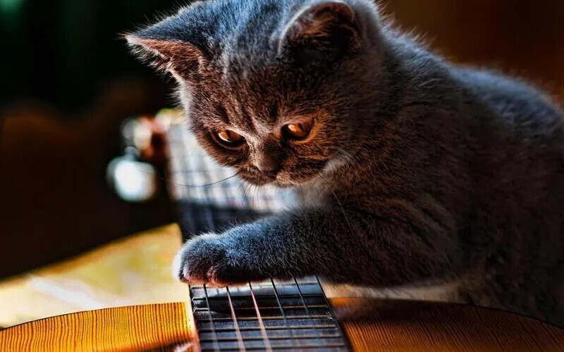 Настроит любимую гитару.