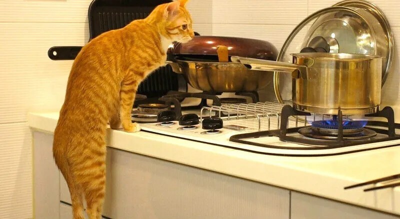 Несколько способов использования котов в хозяйстве
