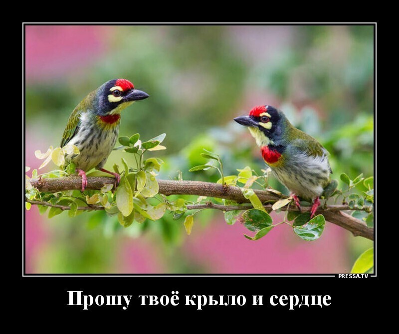 Вторнешние демотиваторы, картинки и ещё