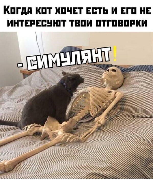 Про котов