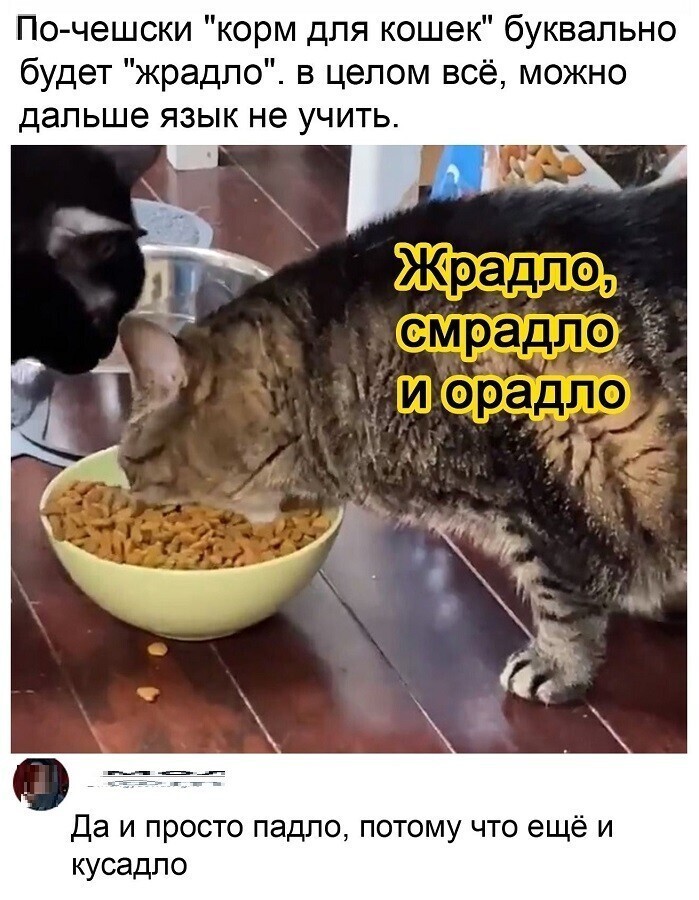 Про котов