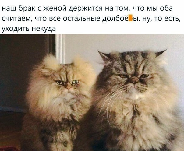 Про котов