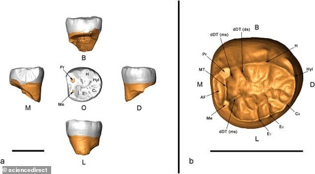 Неандертальцы умели чистить зубы?