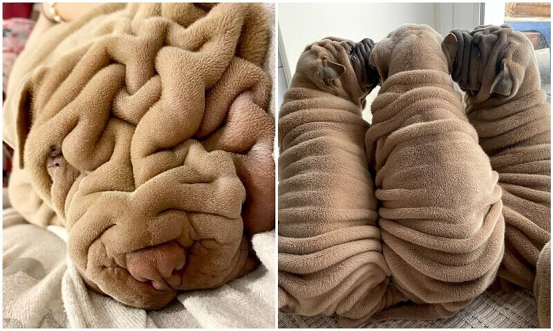 Собака или плед? Пользователей сети очаровал морщинистый шарпей