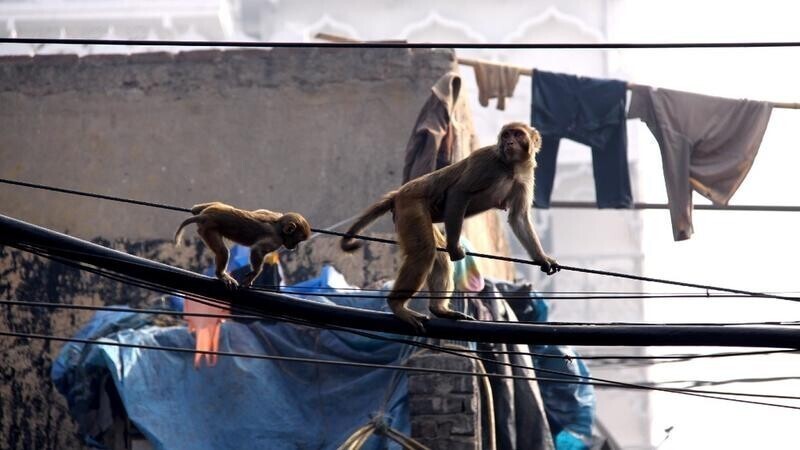 В Индии 40 актеров изображали обезьян, чтобы прогнать с улиц макак