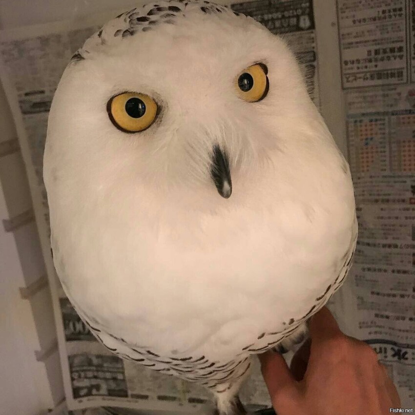 Пиво, если чо)