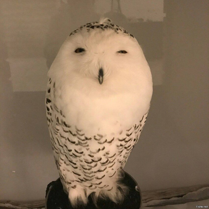 Пиво, если чо)