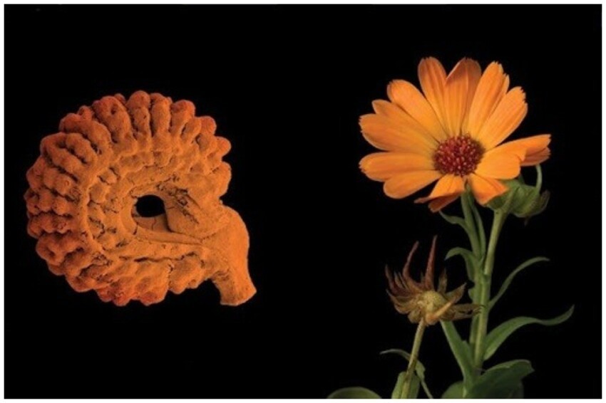 Весь мир в одном семечке: 20 невероятных фото под микроскопом семян  растущих рядом