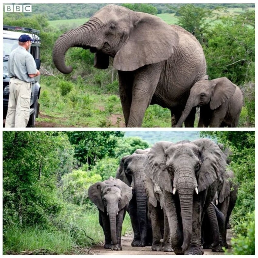 В 2012 году стадо слонов 12 часов шло к дому своего спасателя Лоуренса Энтони, когда он умер. Слоны стояли там молча в течение 2 дней. Ровно через год после его смерти, в этот же день, стадо снова пришло к его дому