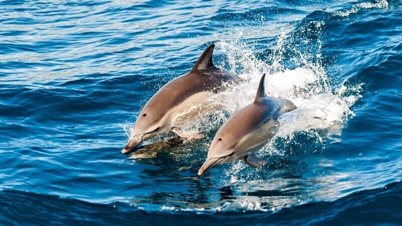 Пара дельфинов заплыла в венецианский Гранд-канал и заблудилась