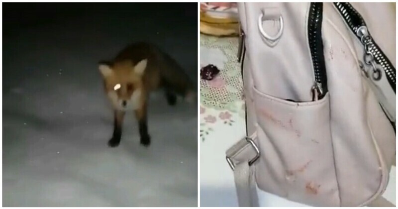 Жительницу села во Владимирской области несколько минут преследовала бешеная лиса