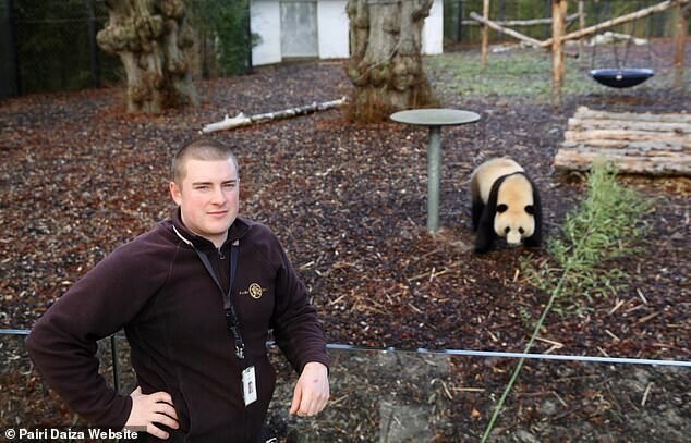 В Бельгии панда сбежала из вольера и напала на смотрителя