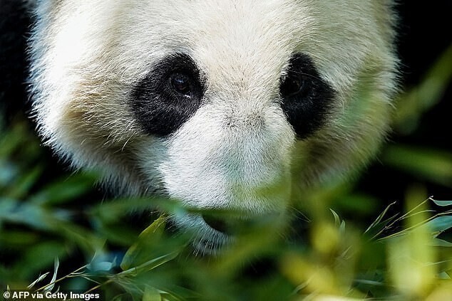 В Бельгии панда сбежала из вольера и напала на смотрителя
