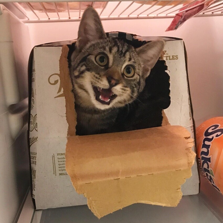 Я открыл холодильник, и он моментально забрался в коробку