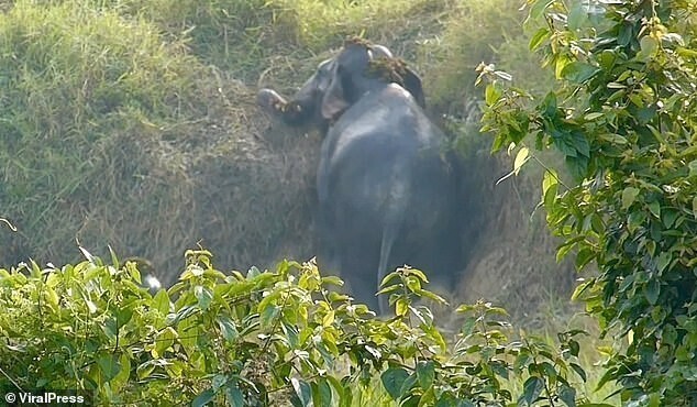 Два сообразительных слона нашли способ выбраться из канавы