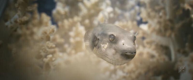 Рыба-фугу в видео выполнена из пузырчатой ​​плёнки