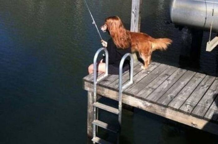 Собака-рыболов?