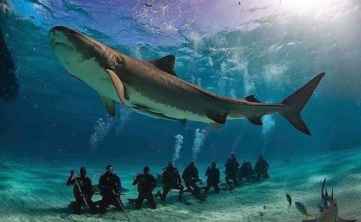 Длина этой акулы — 9 аквалангистов