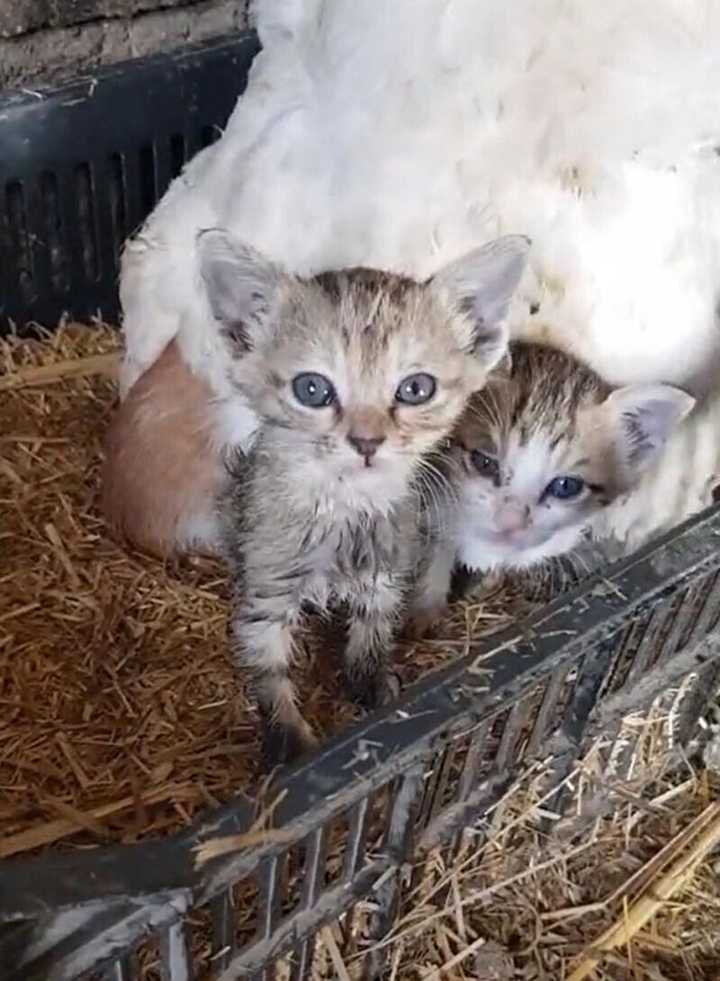 Курица усыновила 3 ​​осиротевших котят