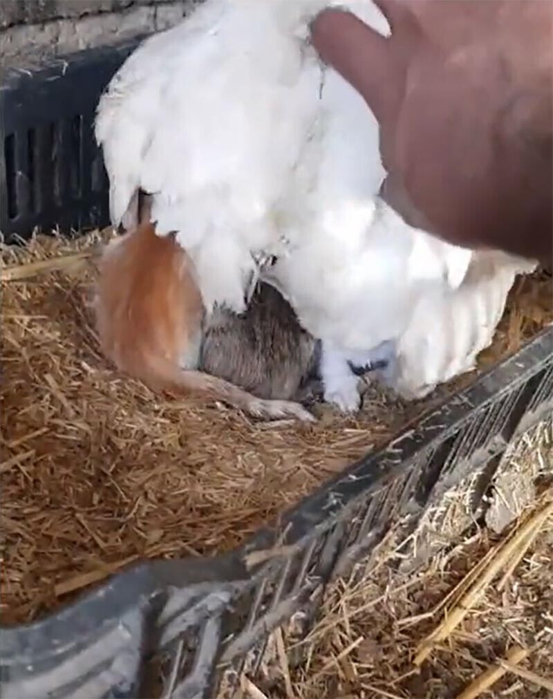 Когда он приподнял курицу, он обнаружил под ней вместо цыплят трёх крошечных котят