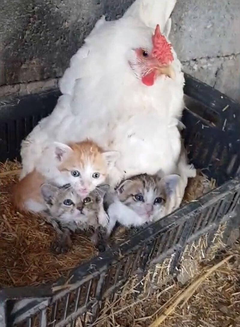 Курица усыновила 3 ​​осиротевших котят