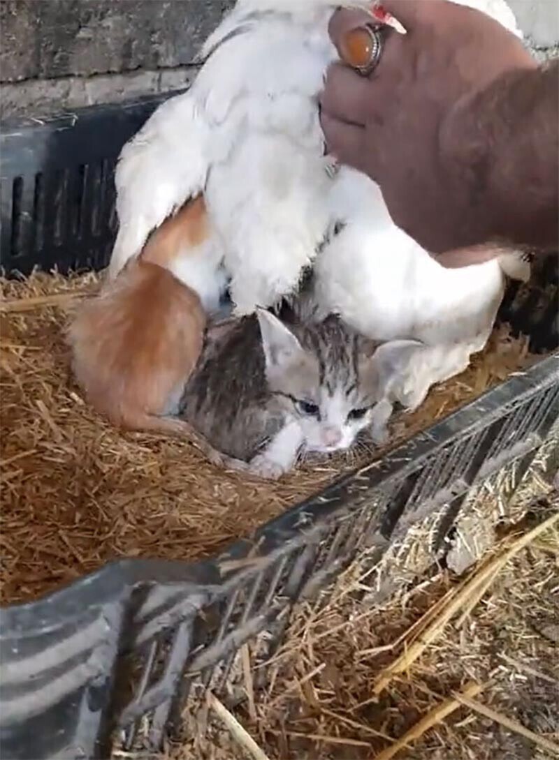 Курица-защитница по имени Ли поместила котят под свои тёплые перья после того, как скончалась их мать