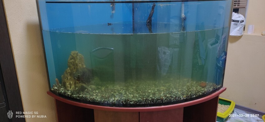 Перетащил аквариум в 350 литров со второго этажа на первый, это ппц, всё рыбы...