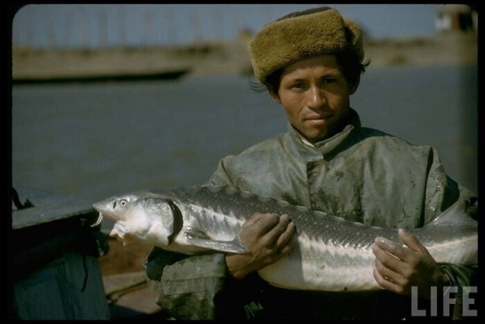 Производство чёрной икры в Астрахани в 1960-м году