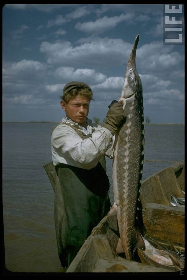 Производство чёрной икры в Астрахани в 1960-м году