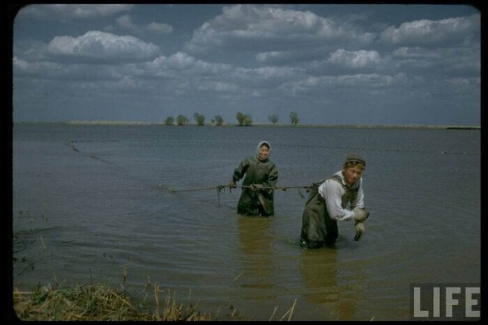 Производство чёрной икры в Астрахани в 1960-м году