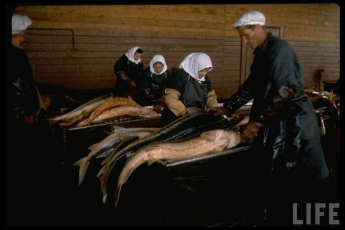 Производство чёрной икры в Астрахани в 1960-м году