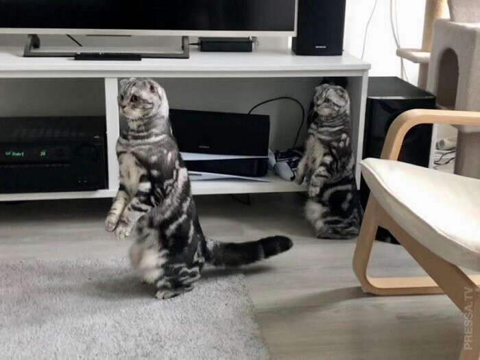 Коты - любители стоять на задних лапах