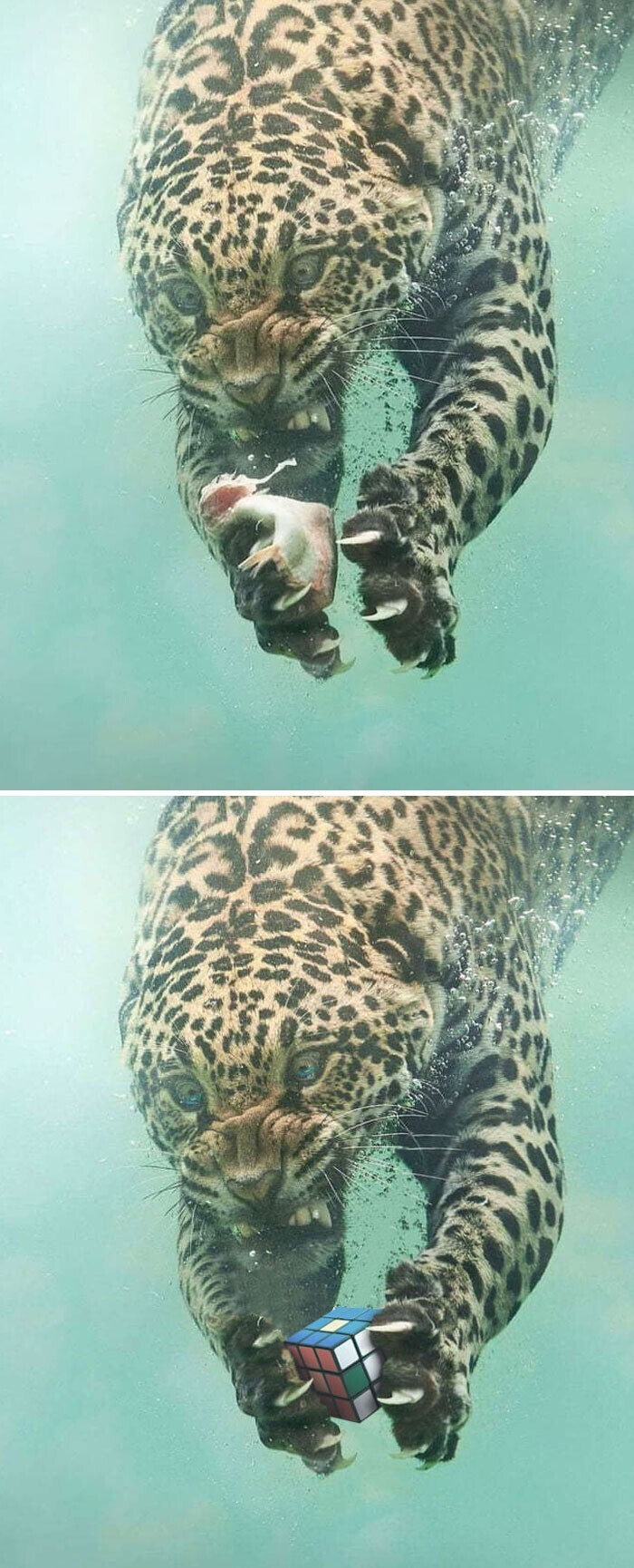 Леопард ловящий рыбу