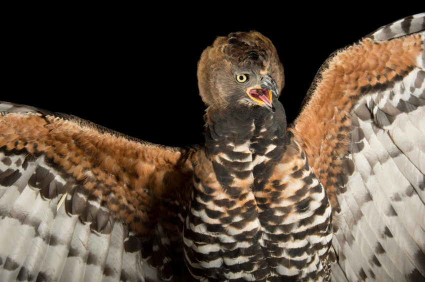 Венценосный орёл: Тактический гений из Африки. Как орёл умудряется побеждать животных в 5 раз крупнее себя?