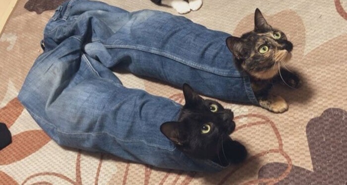 "Я кот, я так хочу": 20+ котеек, которые оказались в самых неожиданных местах