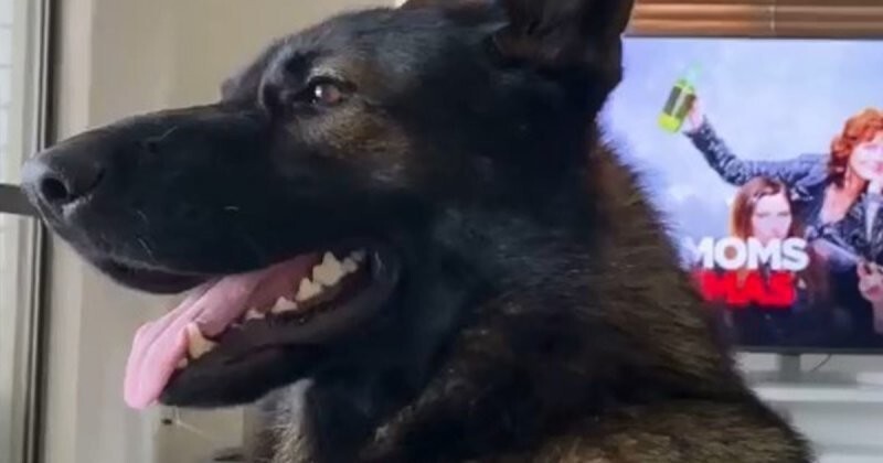 Когда в доме живет бывший полицейский пёс
