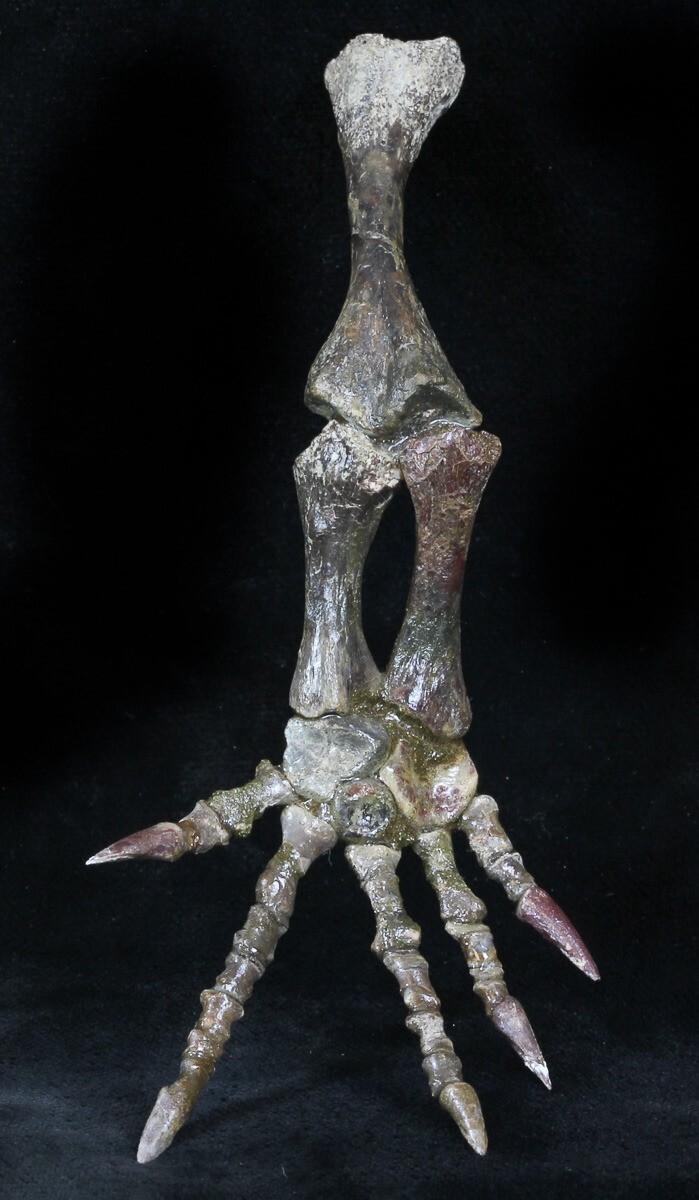 Это ископаемая нога / рука примитивной пермской амфибии Trimerorhachis