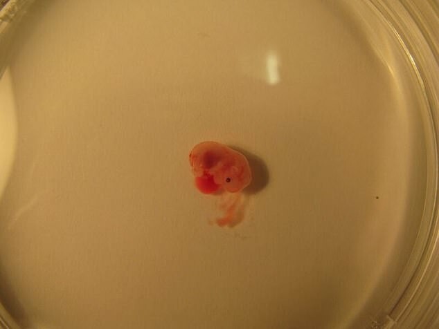 Ученые вырастили мышиный эмбрион в пробирке до появления сердцебиения