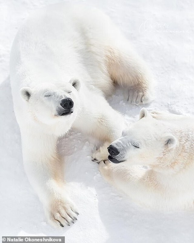 Какое чудо: в якутском зоопарке засняли белую медведицу и малыша