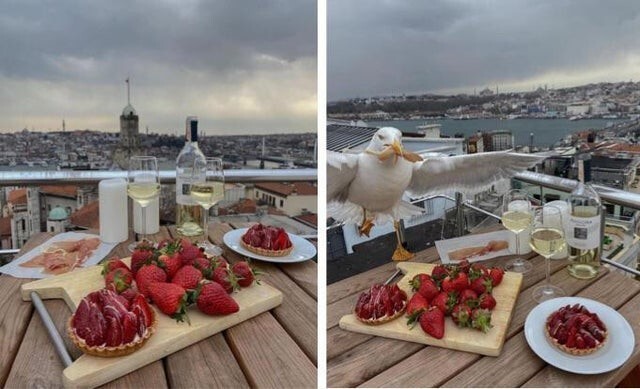 Романтический ужин был испорчен чайками